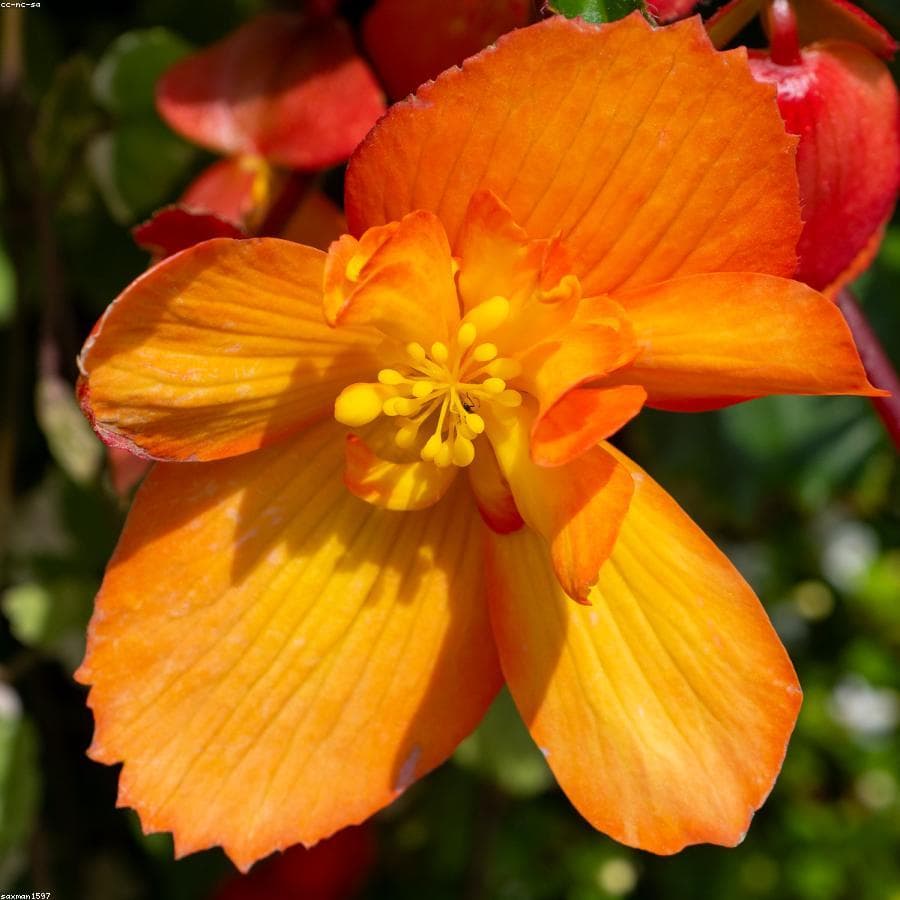 خوشبوکننده خودرو بسته ۳ عددی