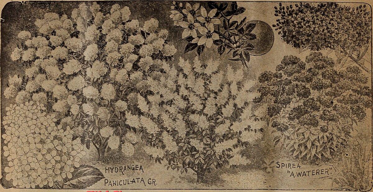 نکات خرید عطر و ادکلن