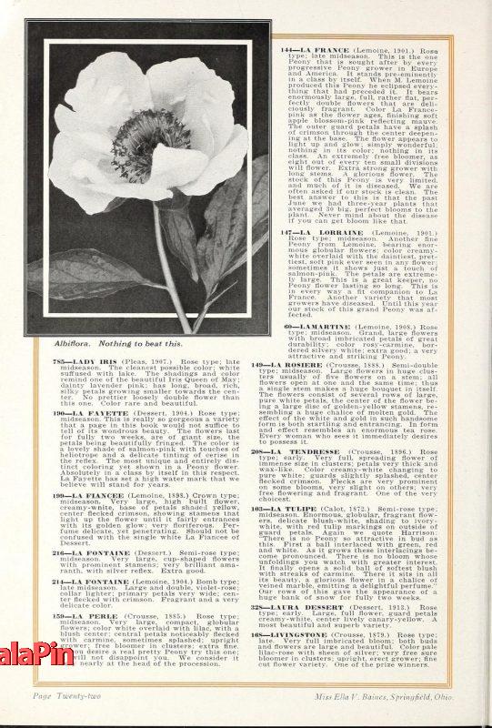 نقد و بررسی برندهای محبوب